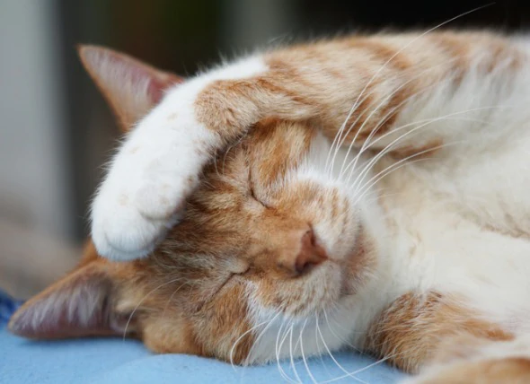 Remèdes maison pour les chats enrhumés