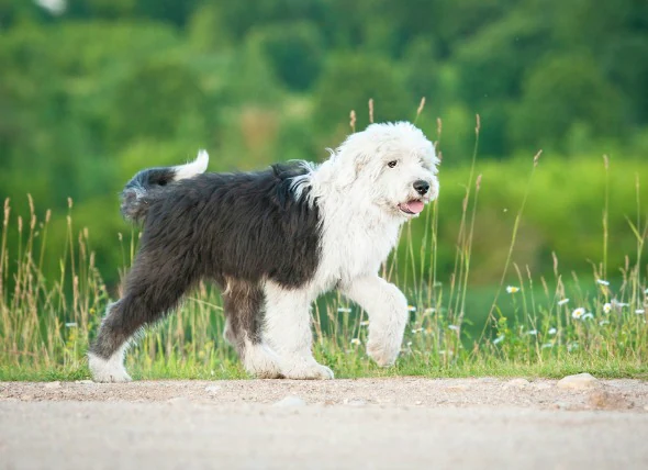 Rétention de liquide et gonflement des tissus dus à la collecte de lymphe chez le chien