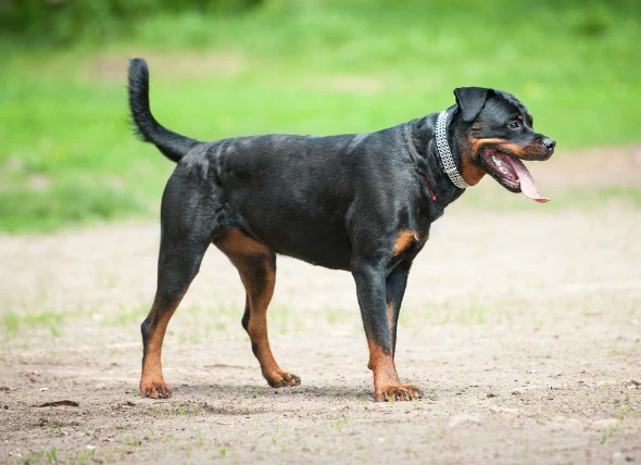 Rétrécissement du canal vertébral chez le chien