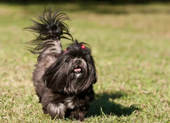 Rythme cardiaque irrégulier chez le chien