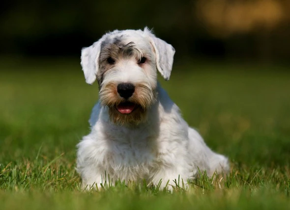 Saignement de la rétine de l’œil chez le chien