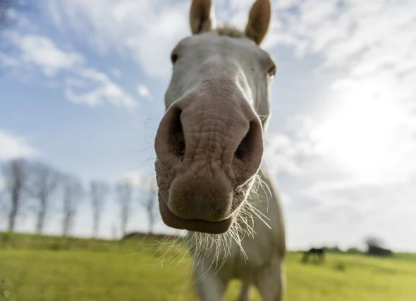 Saignement de nez chez le cheval