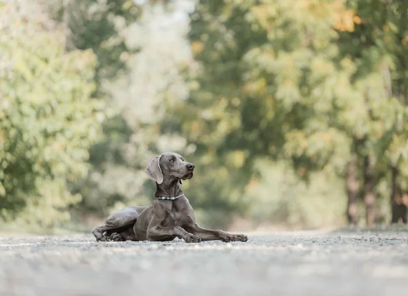 Saignement sous la peau des chiens