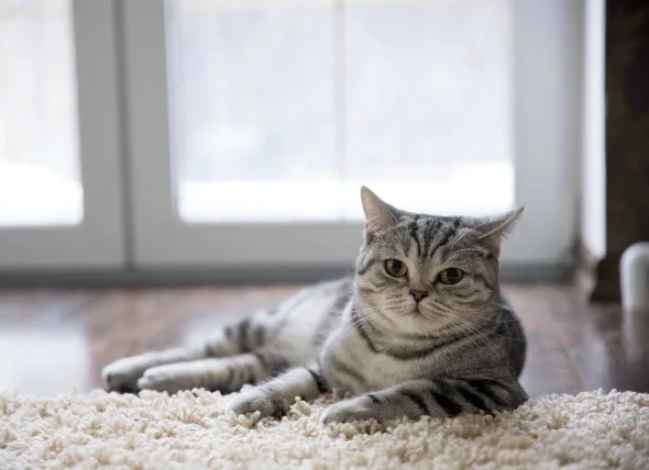 Sang dans l’urine chez le chat