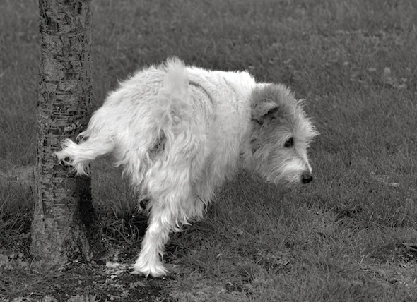 Sang dans l’urine chez le chien