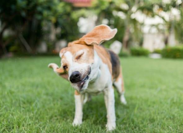 Secousses de la tête chez les chiens : quand faut-il s’inquiéter ?