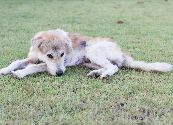 Septicémie et bactériémie chez le chien