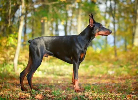 Spasme des pattes arrière chez le chien