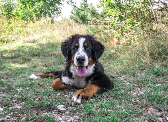 Stupéfaction et coma chez le chien