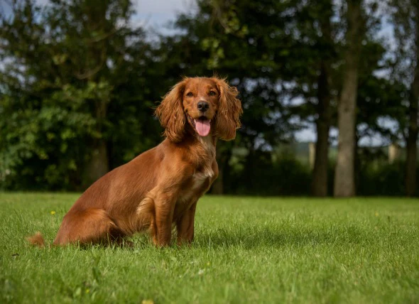 Surcroissance osseuse chez le chien