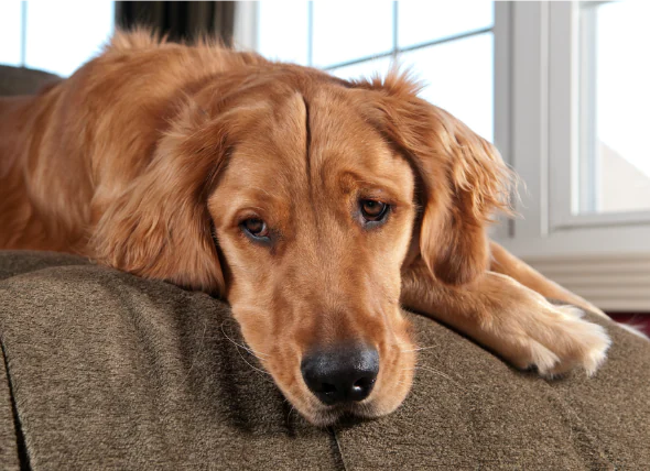 Surproduction de globules rouges chez le chien