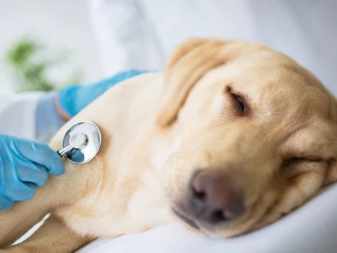 Symptômes de la grippe canine : Ce qu’il faut rechercher