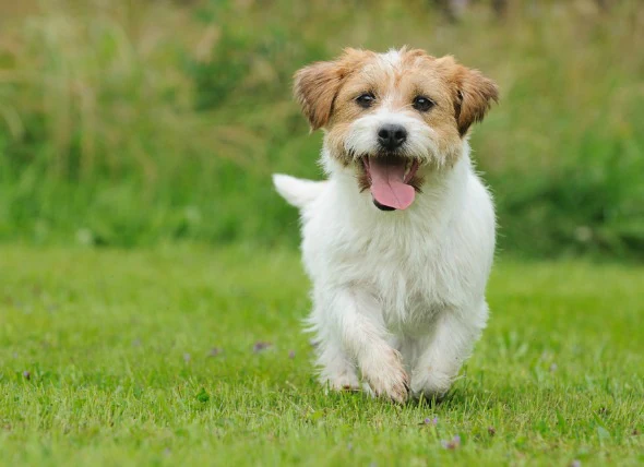 Symptômes de l’œstrus après la stérilisation chez le chien