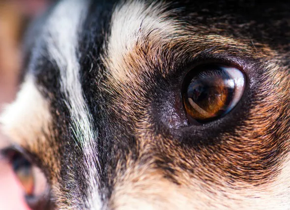 Taille inégale des pupilles chez les chiens