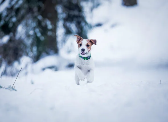 Température corporelle basse chez le chien