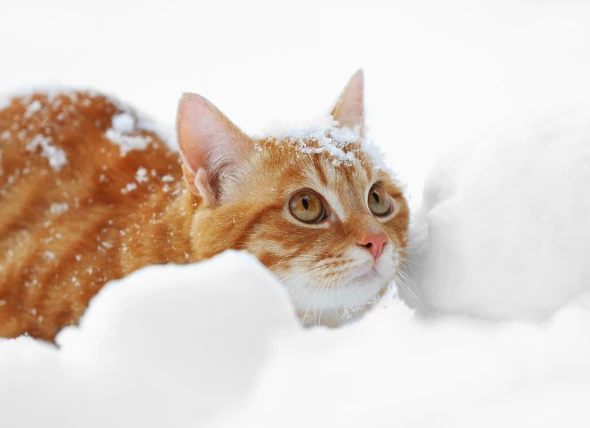 Température corporelle basse chez les chats