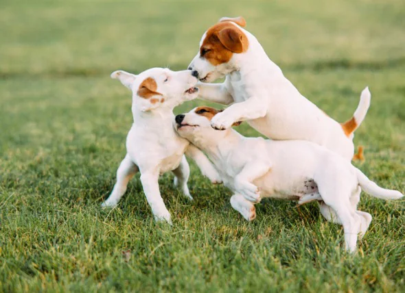 Tout ce que vous devez savoir sur le Parvo chez les chiens