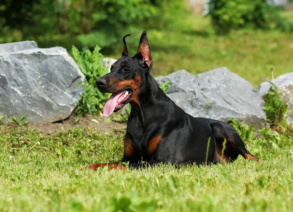 Toxines hépatiques chez le chien