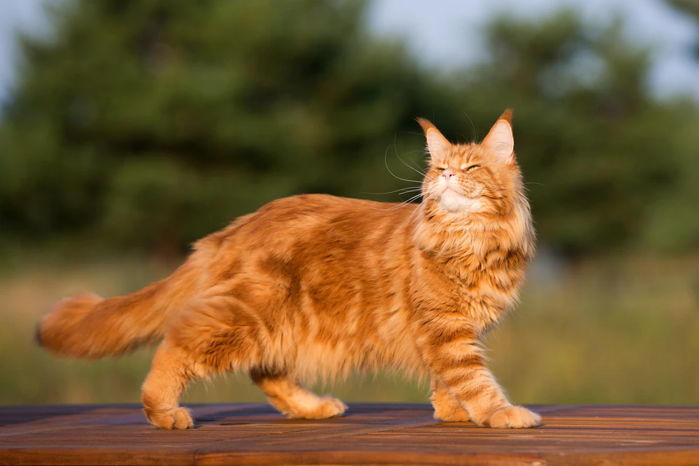 Tremblement musculaire involontaire chez le chat