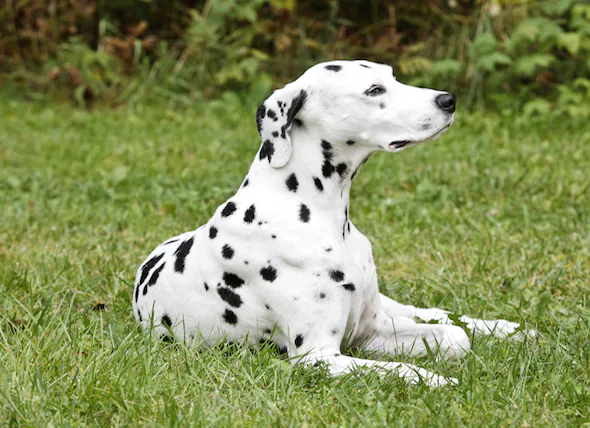 Tremblement musculaire involontaire chez le chien