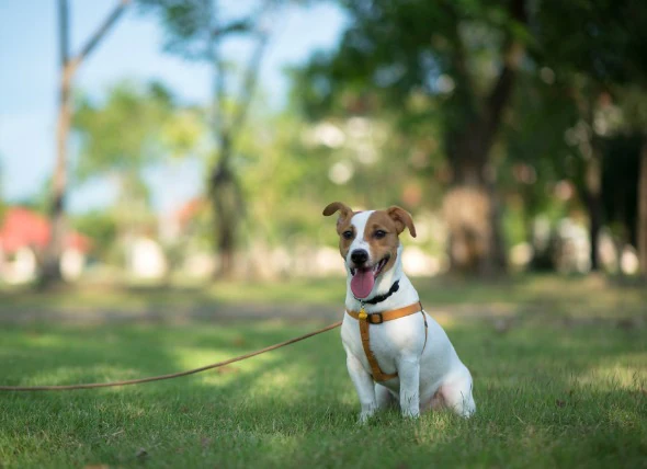 Trouble cérébral dû à une maladie du foie chez le chien