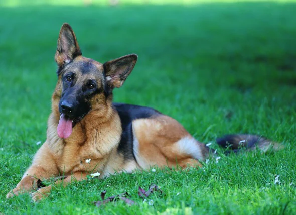 Trouble de la coagulation chez le chien