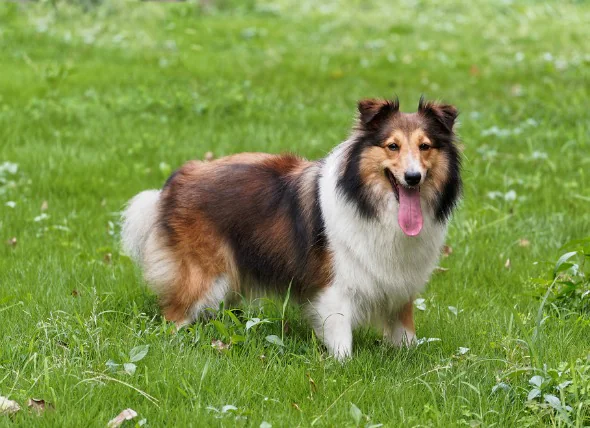 Trouble de la moelle épinière causé par l’obstruction d’un vaisseau sanguin chez le chien