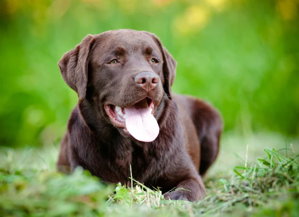 Trouble nerveux affectant plusieurs nerfs chez le chien