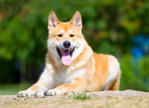 Trouble nerveux/musculaire chez le chien