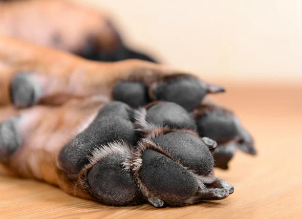 Troubles des griffes et des ongles chez le chien