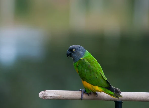 Troubles hormonaux chez les oiseaux