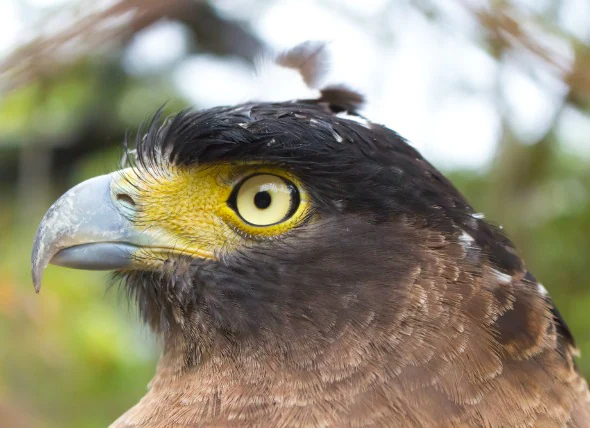 Troubles oculaires courants chez les oiseaux