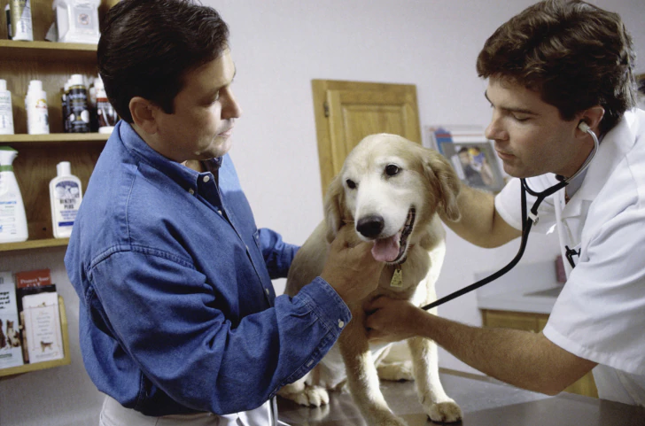 Tumeur cérébrale (astrocytome) chez le chien