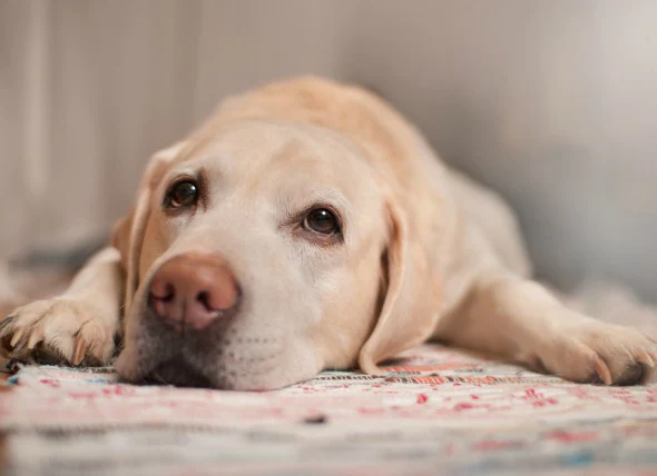 Tumeur de la gaine nerveuse chez le chien