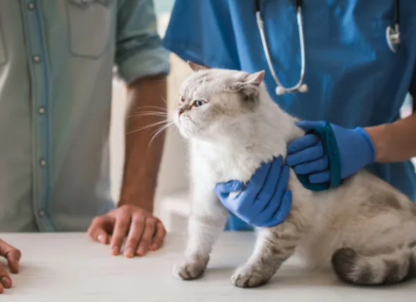 Tumeur de la glande mammaire chez le chat