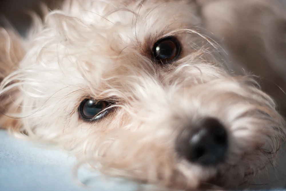 Tumeur de l’œil chez le chien