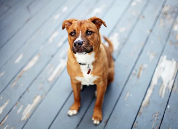 Tumeur du thymus chez le chien