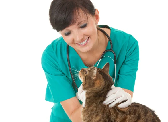 Tumeur du tissu adipeux (bénigne) chez le chat