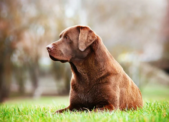 Tumeur du tissu adipeux (bénigne) chez le chien