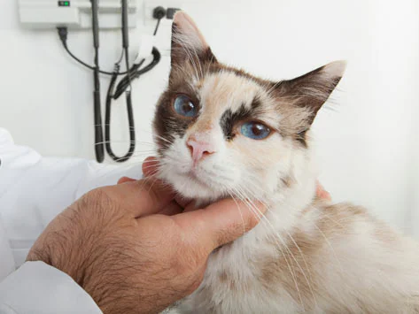 Tumeur liée aux vaccinations chez le chat