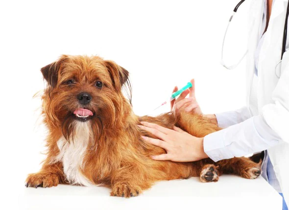 Tumeur liée aux vaccinations chez le chien