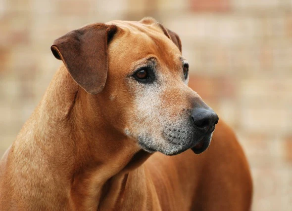 Tumeur testiculaire (cellules de Sertoli) chez le chien