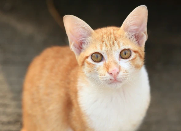 Tumeurs cérébrales chez le chat