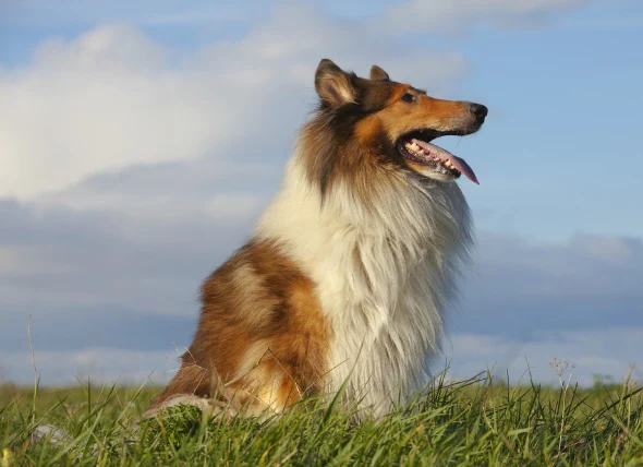 Tumeurs cérébrales chez le chien