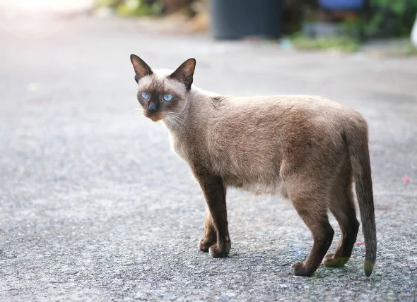 Tumeurs cutanées graisseuses chez le chat