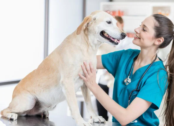 Tumeurs cutanées graisseuses chez le chien