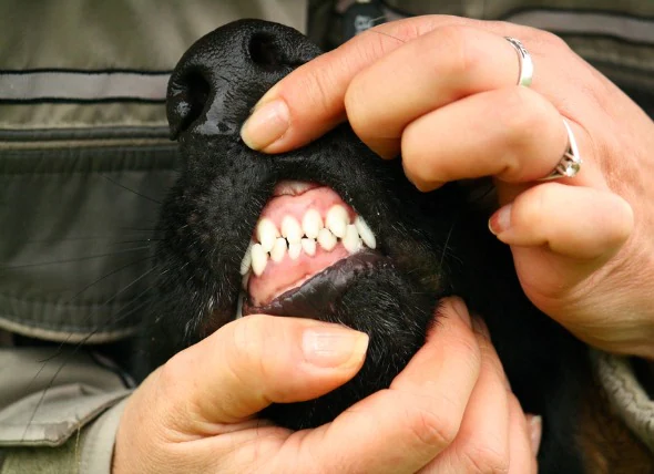 Tumeurs des gencives (épulis) chez le chien