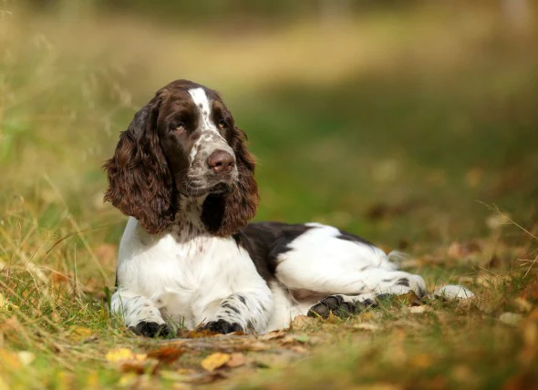 Tumeurs du follicule pileux chez le chien