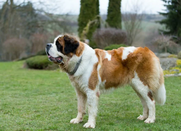 Tumeurs ovariennes chez le chien