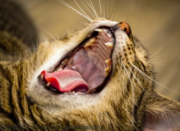 Ulcères buccaux chez les chats